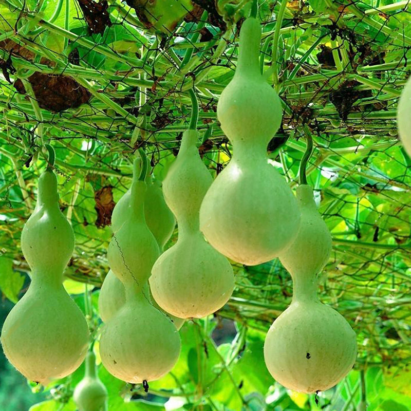 Egrow 20pcs/Bag Bottle Gourd Seeds Annual Garden Beautiful Decorative Plant Seeds Vegetable Seeds