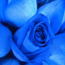 100 PCS Blue Dragon Rose Seeds Rare Beautiful Stripe Rose Bush Plant Garden