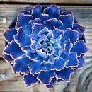 Egrow 100Pcs/Pack Peony Succulent Plants Seeds Garden Indoor Bonsai Perennial Seeds