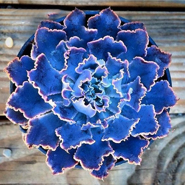 Egrow 100Pcs/Pack Peony Succulent Plants Seeds Garden Indoor Bonsai Perennial Seeds