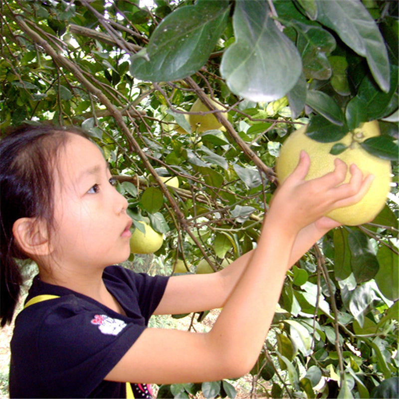 Egrow 25 Pcs/Pack Grapefruit Tree Seeds Grapefruit Tree Plant Citrus Maxima Fruit Seeds