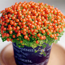 Egrow 100pcs/Bag Lamp Beads Grass Seeds Flower Seeds Garden Bonsai Plant for Home Garden Plants