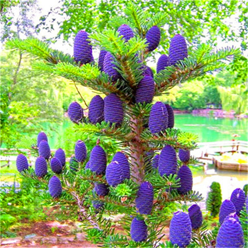 Egrow 50Pcs/Pack Abies Seeds Christmas Tree Home Garden Bonsai Flower Tree Seeds Garden Plants