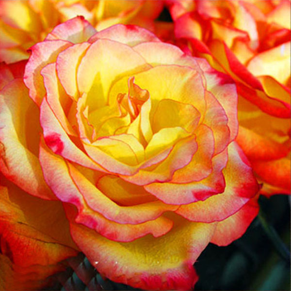 Egrow 100Pcs/Pack Rare Rose Seeds Garden Balcony Bonsai Potted Plants Flowers Seeds