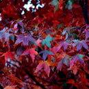 Egrow 40 Pcs/Pack Pentaphyll Maple Tree Seeds Pentaphyll Maple Tree Semente Plant Truncate Maple For Acer Truncatum