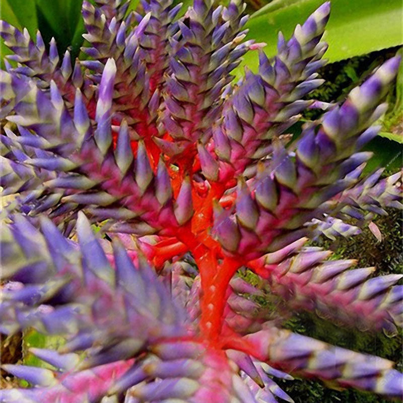 Egrow 100 PCS Garden Succulent Bonsai Various Lithops Seeds Living Stone Flower Cacti Cactus Plant