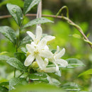Egrow 20Pcs Bonsai Jasmine Flower Seeds Garden Outdoor Balcony Climbing Flower Seeds