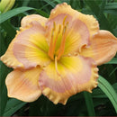 Egrow 50 Pcs/Pack Daylily Seeds Daylily Flowers Hemerocallis Lily Indoor Bonsai Flower Perennial Plant for DIY Home Garden Supplies