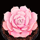 Egrow 100Pcs/Pack Pink Succlents Seeds DIY Plant Bonsai Potted Flowers for Home Garden Courtyard