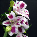 Egrow 100PCS/Pack Lily Seeds Peruvian Lily Alstroemeria Bonsai Plants Beautiful Lily Flower For Home & Garden Decoration