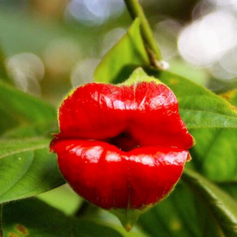 Egrow 100Pcs Red Lips Flower Seeds Sexy Kiss Rosy Lip Plants Garden Bonsai Psychotria Elata Seeds