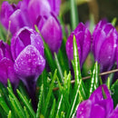 Egrow 50Pcs/Bag Tulip Seeds Rare Bonsai Flower Seeds Tulips Potted Perennial Bonsai Plants Seeds