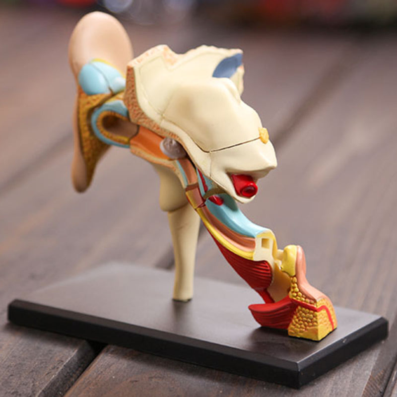 4D Vision Human Ear Anatomy Model Anatomical Medical Learn Study Equipment