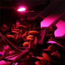 LUSTREON AC160-260V 20W 30W 50W Full Spectrum COB LED Grow Light Chip for Indoor Plant Flower