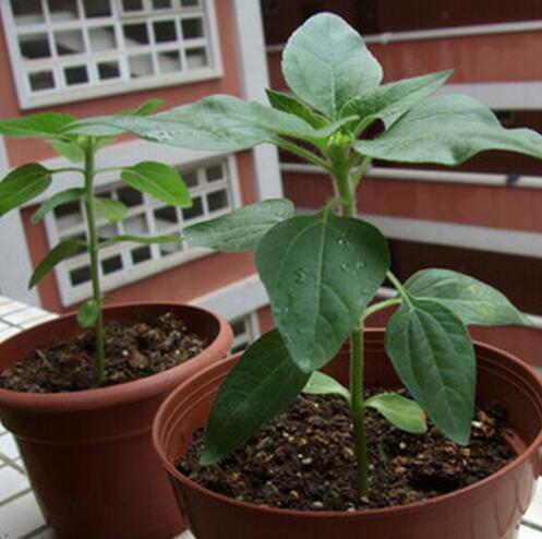 Egrow 40Pcs/Pack Dwarf Sunflower Seeds Rare Indoor Flower Seeds Organic Plants