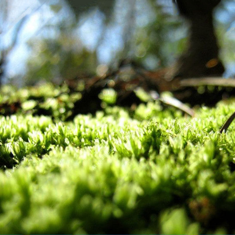 Egrow 100 Pcs/Pack Moss Seeds Resurrection Plant Rose Of Jericho Dinosaur Plant Air Fern Spike Moss