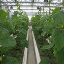 Egrow 100Pcs/Pack Purple Cucumber Seeds Garden Farm Vegetable Plants Seeds