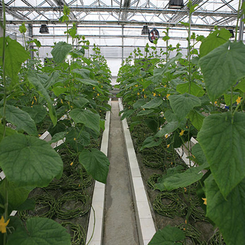 Egrow 100Pcs/Pack Purple Cucumber Seeds Garden Farm Vegetable Plants Seeds