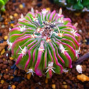 Egrow 200Pcs/Pack 200Pcs Scallop Red Cactus Seeds Meaty Plant Mini Succulent Bonsai Plants Seeds