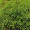 Egrow 60 Pcs/Pack Cypress Seeds  Line Cypress Tree Plant Chamaecyparis Pisifera Filifera