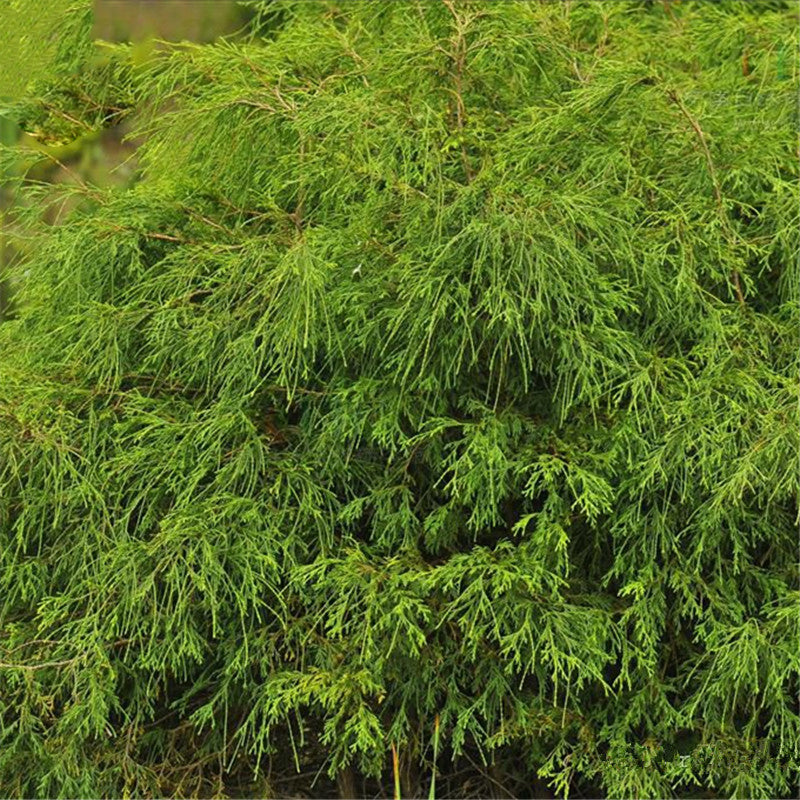 Egrow 60 Pcs/Pack Cypress Seeds  Line Cypress Tree Plant Chamaecyparis Pisifera Filifera