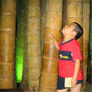 Egrow 100 Pcs/Pack Bamboo Seeds Huge Dragon Bamboo Tree Plant Bamboo Tree For Home Garden