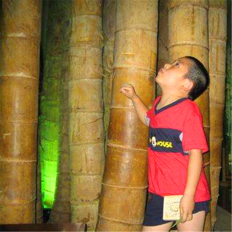 Egrow 100 Pcs/Pack Bamboo Seeds Huge Dragon Bamboo Tree Plant Bamboo Tree For Home Garden