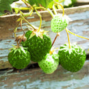 500Pcs Green Strawberry Seeds Garden Fruit Seeds Heirloom Super Strawberry Garden Seeds