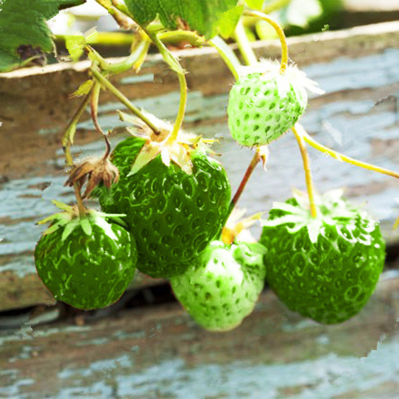 500Pcs Green Strawberry Seeds Garden Fruit Seeds Heirloom Super Strawberry Garden Seeds