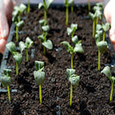 Egrow 100Pcs/Pack Purple Cucumber Seeds Garden Farm Vegetable Plants Seeds