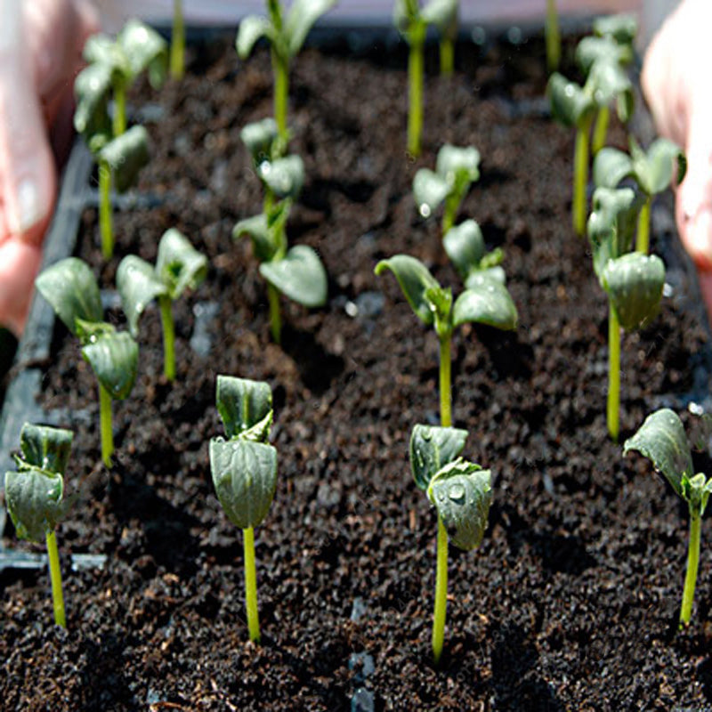 Egrow 100Pcs/Pack Purple Cucumber Seeds Garden Farm Vegetable Plants Seeds