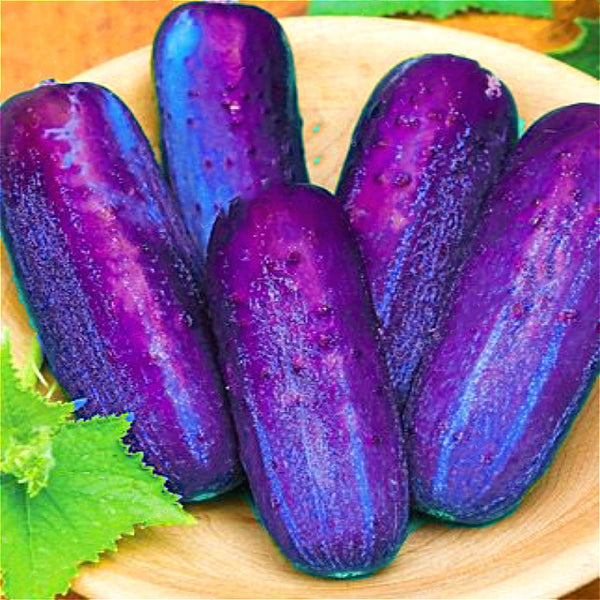 Egrow 100Pcs/Pack Purple Cucumber Seeds Garden Farm Vegetable Plants Seeds