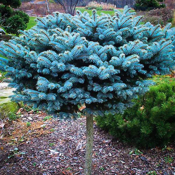 Egrow 50Pcs/Pack Blue Spruce Seeds Evergreen Picea Pungens Glauca Garden Plant Tree Seeds