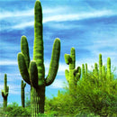 Egrow 100PCS/Pack Stone Cactus Seeds Succulents Raw Stone Cactus Bonsai Potted Flowers