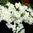 Egrow 100Pcs/Pack Colorful Bougainvillea Flower Seeds Spectabilis Willd Plants Perennial Flower Garden Bonsai Potted Plant
