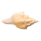 Large 17-20cm Natural Conch Shells Coral Sea Snail Fish Tank Home Ornament Decorations