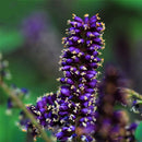 Egrow 120 Pcs/Pack Amorpha Fruticosa Seeds False Indigo Bush Tree Plant Amorpha Fruticosa Tree