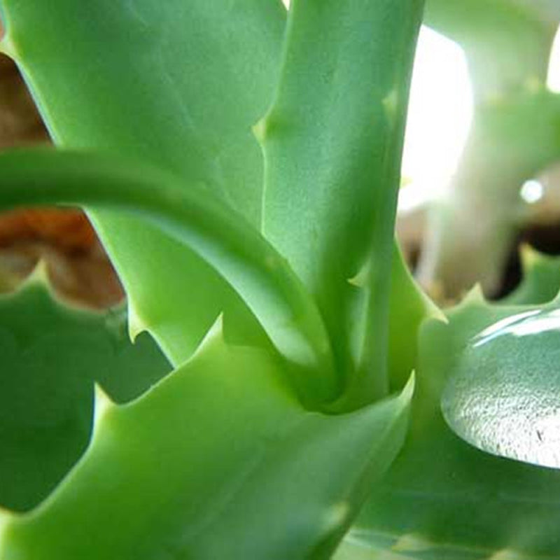 100Pcs Aloe Seeds Garden Vegetables Fruit Edible Beauty Cosmetic Bonsai Plants Seeds