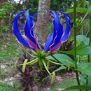 Egrow 50 Pcs/Pack Lily Seeds Garland Flame Lilium Brownii Flower Bonsai Balcony Bonsai Courtyard Plant Flowers Lily Plants