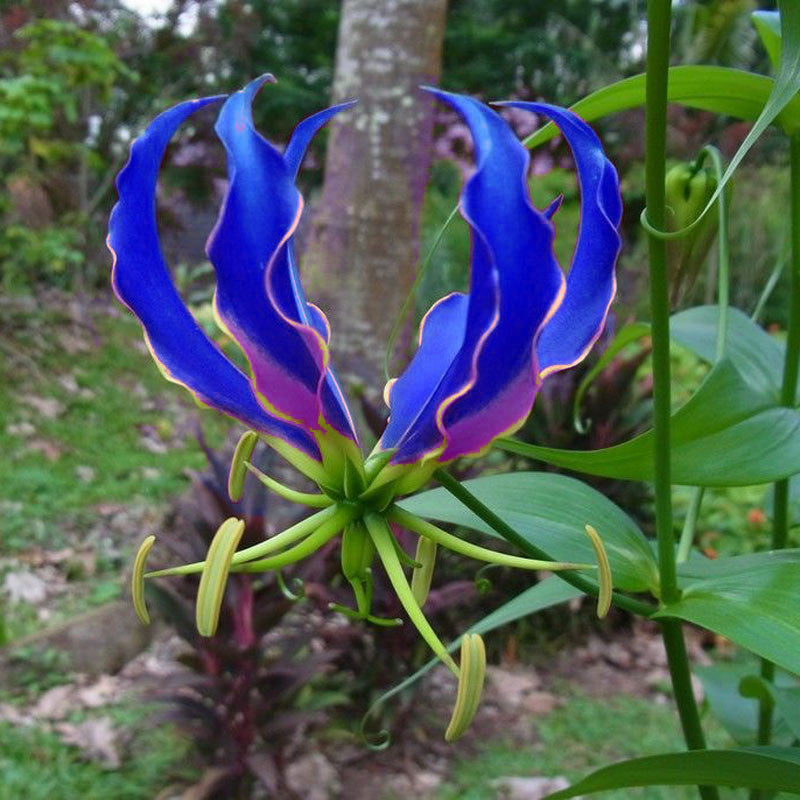 Egrow 50 Pcs/Pack Lily Seeds Garland Flame Lilium Brownii Flower Bonsai Balcony Bonsai Courtyard Plant Flowers Lily Plants