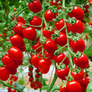 Egrow 200Pcs Tomato Seeds Garden Vegetable Planting Red Yellow Black Potted Tomatoes Bonsai