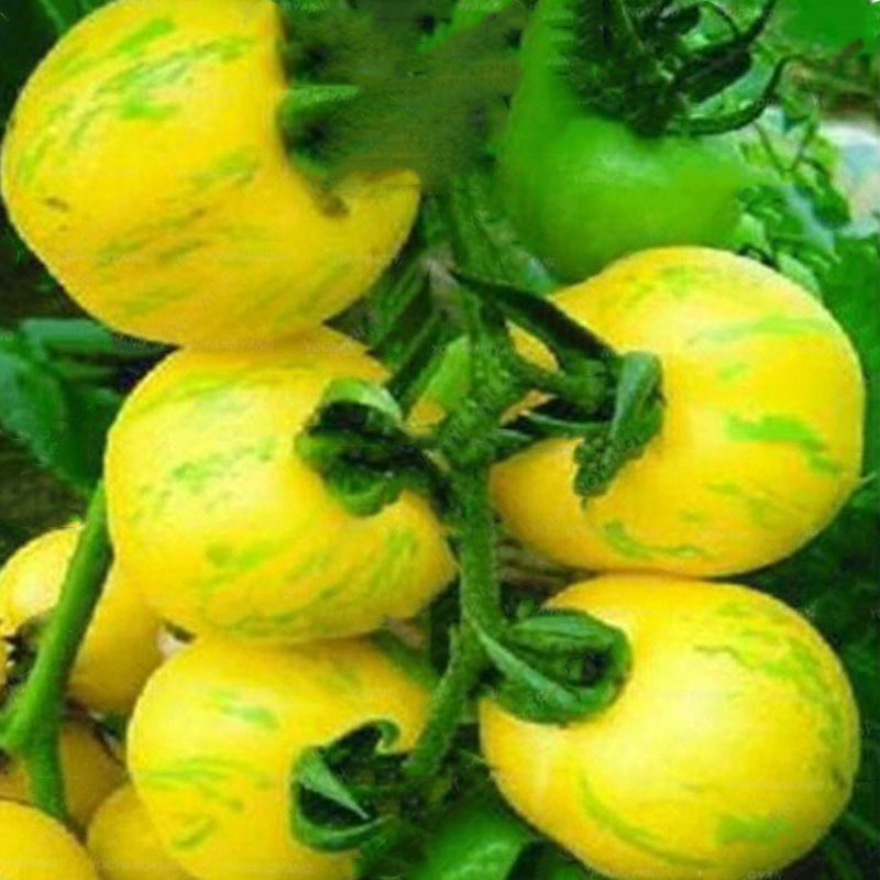 Egrow 50Pcs/Pack Yellow Tomato Seeds Rare Tomato Plants Organic Vegetable & Fruit Potted Planting For Home Garden
