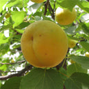 Egrow 2Pcs/Pack Apricot Tree Seeds Garden Orchard Green Plants Edible Fruit Tree Seeds