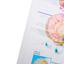 60x80cm Anatomy Of The Brain Poster Anatomical Silk Cloth Chart Human Body Midcal Educational Decor