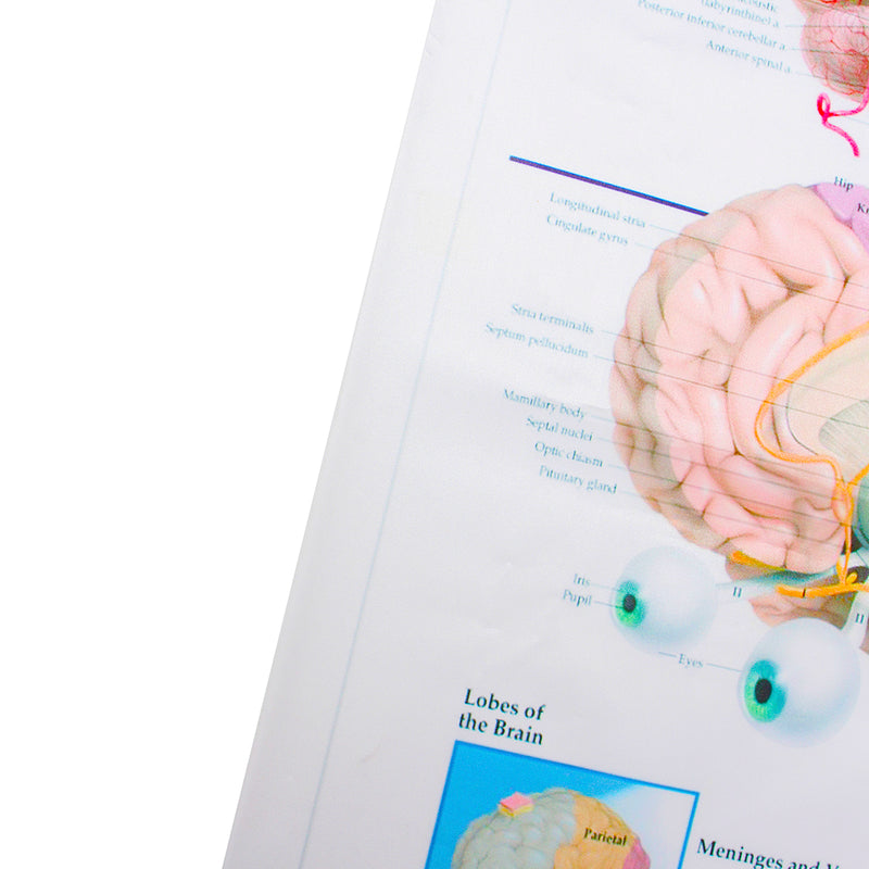 60x80cm Anatomy Of The Brain Poster Anatomical Silk Cloth Chart Human Body Midcal Educational Decor