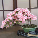 Egrow 10Pcs Sakura Flower Seeds Pink Cherry Blossom Tree Bonsai Plants Garden Rare Perennial