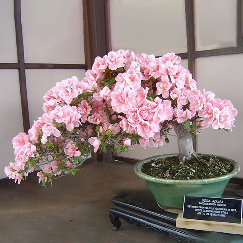 Egrow 10Pcs Sakura Flower Seeds Pink Cherry Blossom Tree Bonsai Plants Garden Rare Perennial