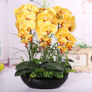 Egrow 100Pcs Phalaenopsis Seeds Living Room Decoration Flowers Potted Plant Seed Home Garden
