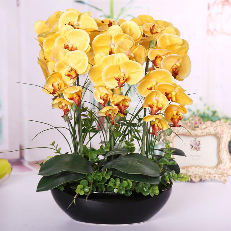 Egrow 100Pcs Phalaenopsis Seeds Living Room Decoration Flowers Potted Plant Seed Home Garden