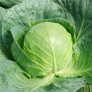 Egrow 100Pcs/Pack Giant Cabbage Seeds Organic Vitamin Vegetables Seeds Courtyard Plants